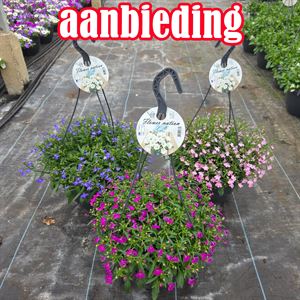 Bild von Hp27 Lobelia actie Blue